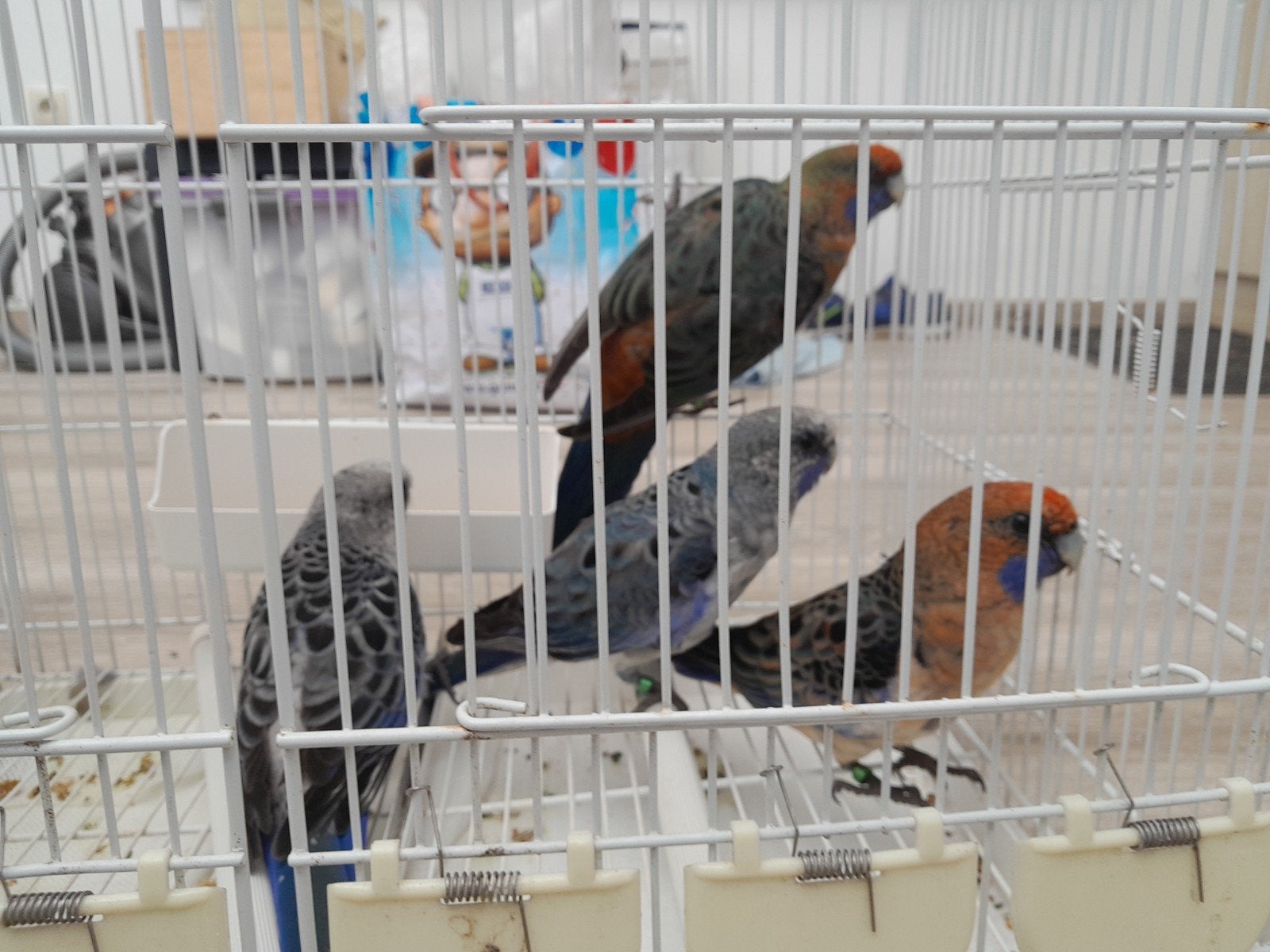pennant, Dieren en Toebehoren, Mannelijk, Parkiet, Geringd