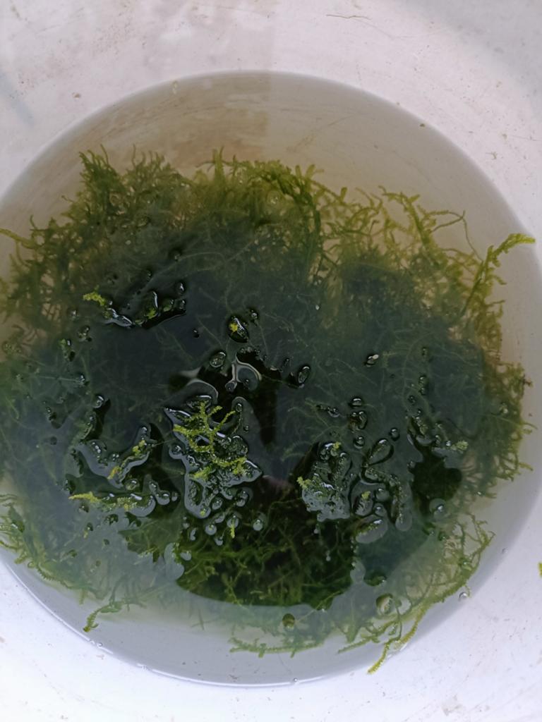 Javamos emmertje, Dieren en Toebehoren, Vissen | Aquariumvissen