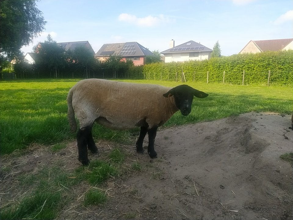 Mooie suffolk ooi 18 maand oud