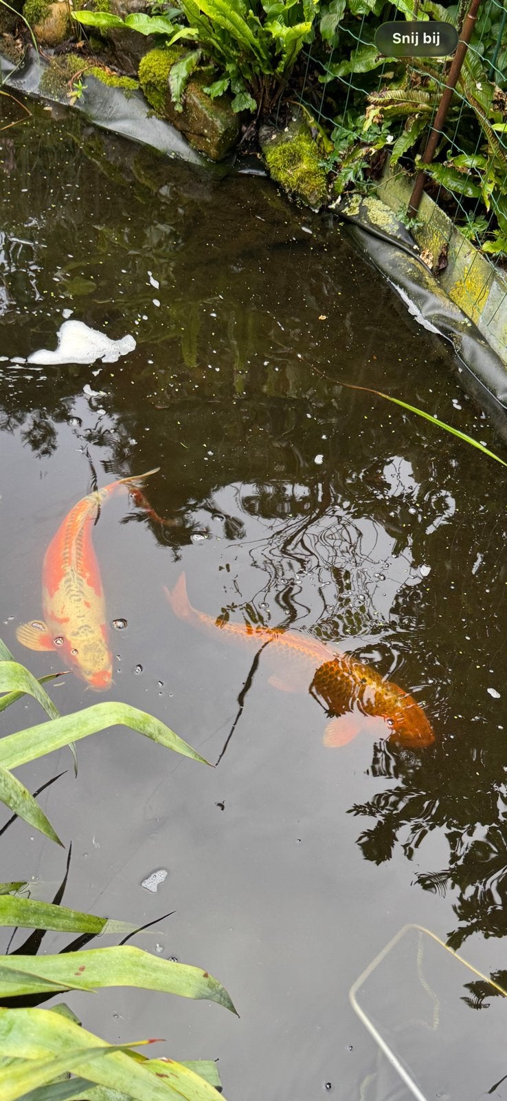 2 Grote Koi 60-70cm, Dieren en Toebehoren