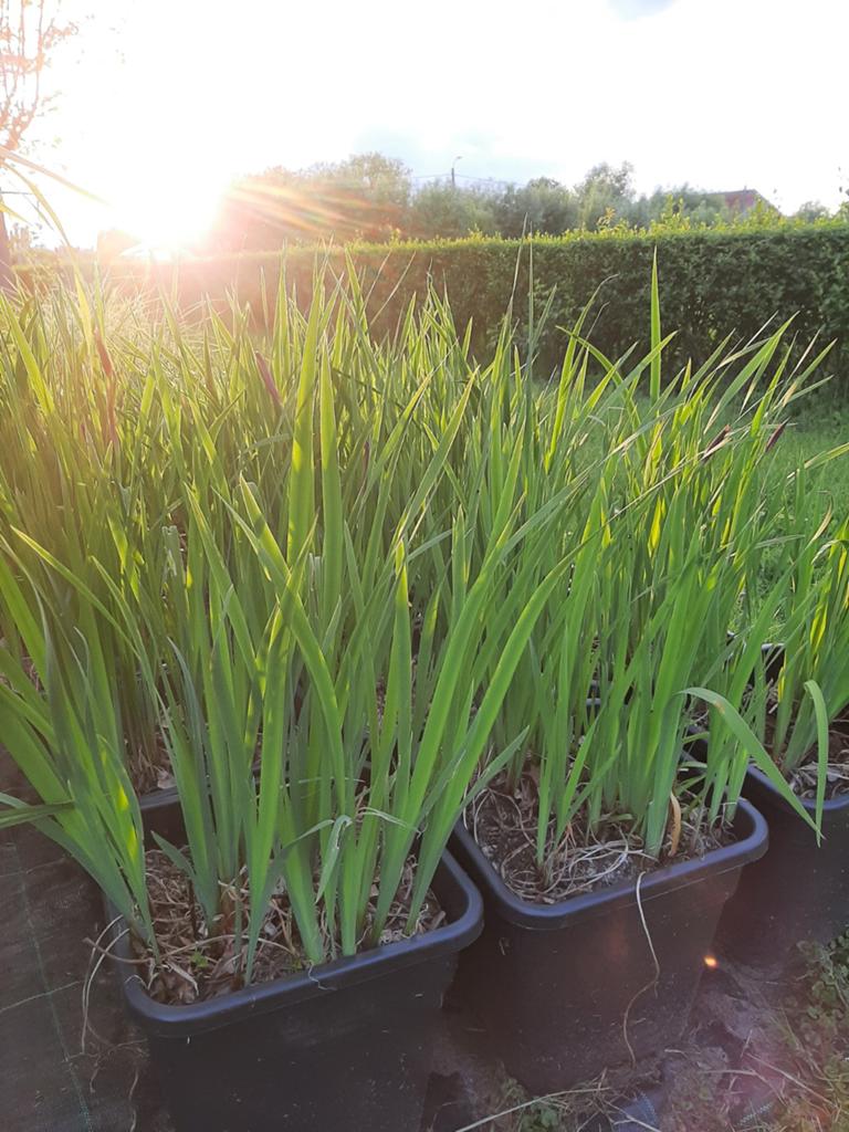 Iris planten, Tuin en Terras, Ophalen