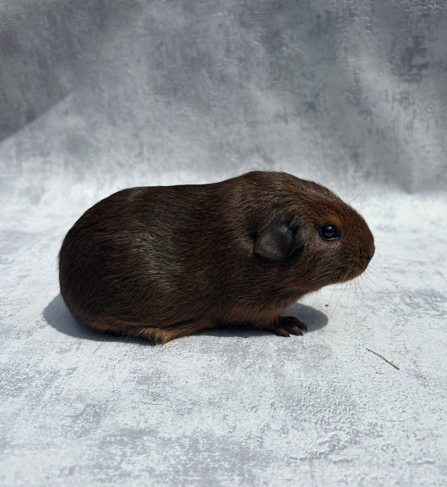 Cavia goudagouti vrouwtje, Cavia, Vrouwelijk, Mei, Tam