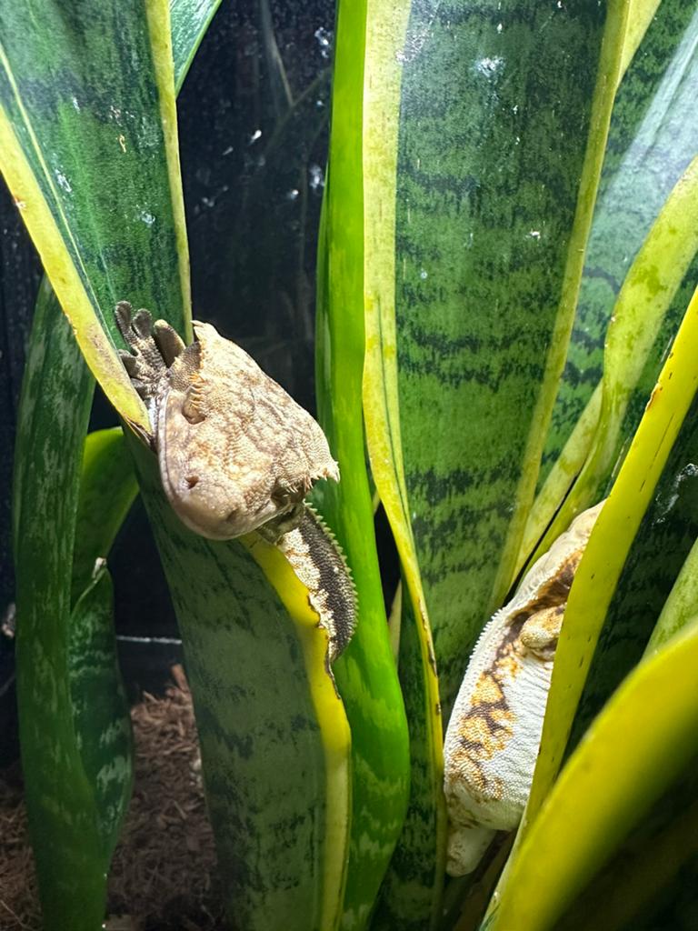 Wimpergekko’s, 0 tot 2 jaar