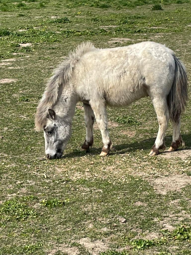 Apaloosahengst & Zwarte Merrie TE KOOP, Vermifugé, Poney de récréation, Poney A (jusqu'à 1.17 m), 0 à 2 ans