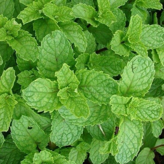 Munt, Marokkaanse munt, kruid, vaste plant, Tuin en Terras, Ophalen, Volle zon, Vaste plant, Kruiden
