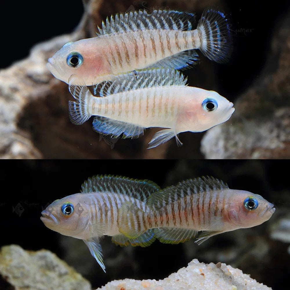 lamprologus multifasciatus te koop, Dieren en Toebehoren, Vissen | Aquariumvissen, Vis, Zoetwatervis, Schoolvis