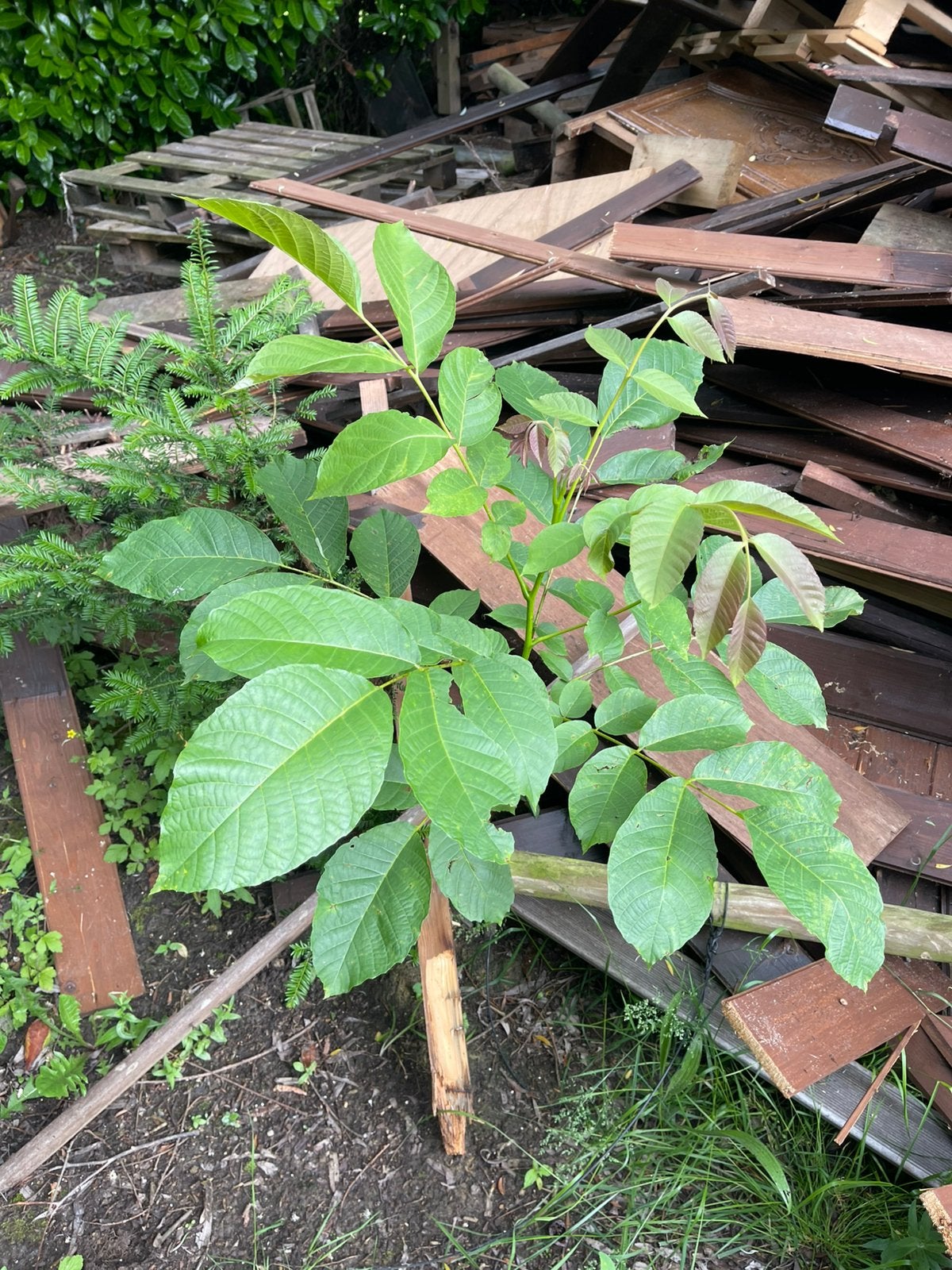 Walnoten boom, Tuin en Terras, Planten | Bomen, Ophalen