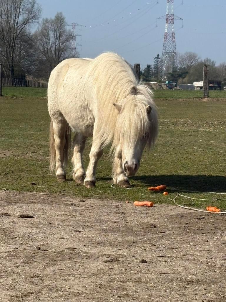 Twee mooie lieve Shetlanders, Dieren en Toebehoren, Ruin, Niet van toepassing, Gechipt, 3 tot 6 jaar