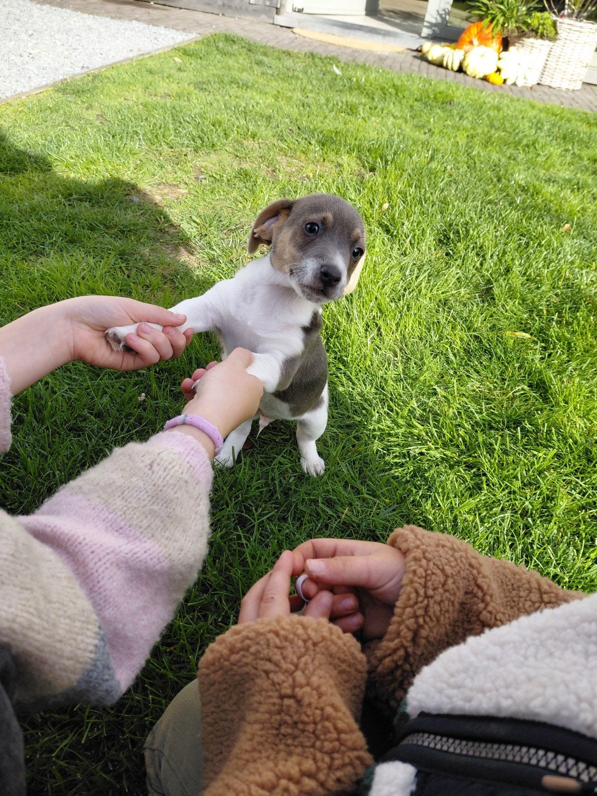 jack russel puppy reutje, Chien (mâle), Maladie de Carré (chiens), Belgique, Un chien