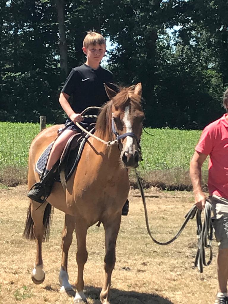 Welsh D Pony te koop, Animaux & Accessoires, Poneys, Hongre, Poney de saut, 11 ans ou plus, Avec puce électronique