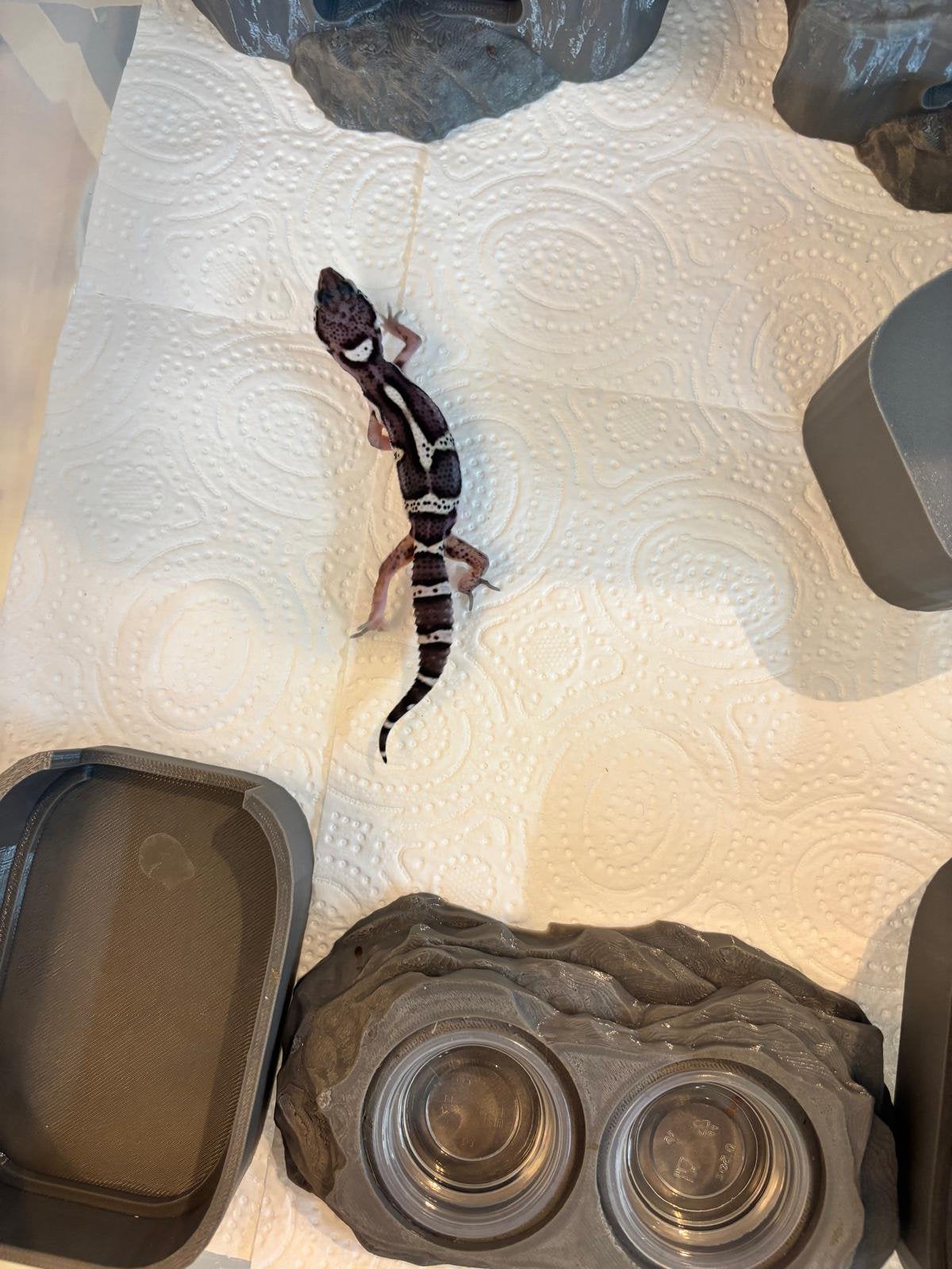 Luipaardgekko vrouwtjes “panda” morph, Animaux & Accessoires, Reptiles & Amphibiens, Lézard, 0 à 2 ans