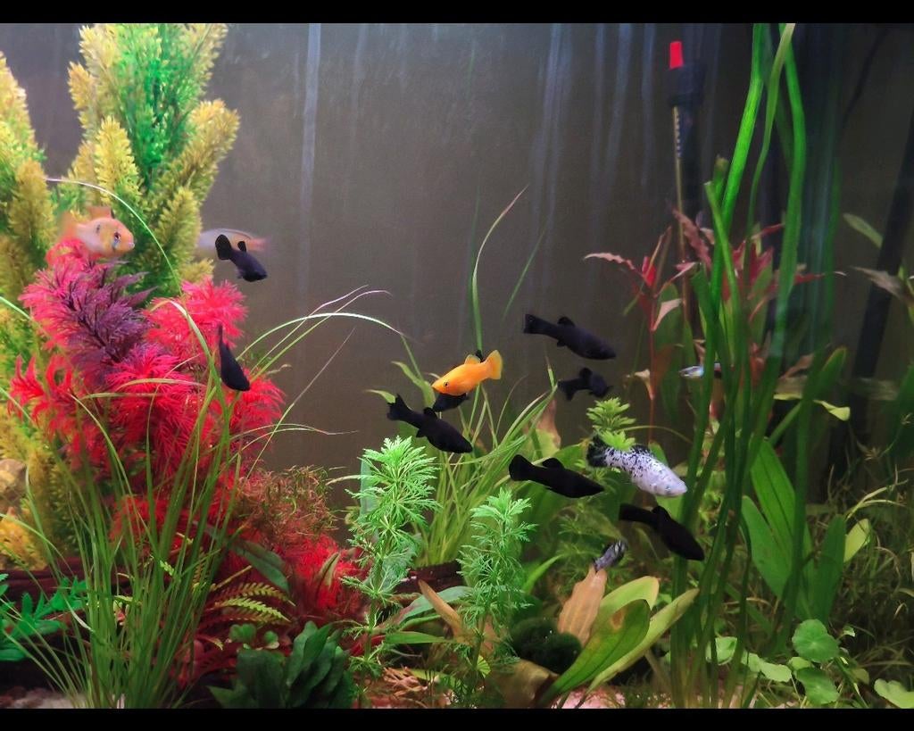 La belle Molly est en vente aujourd'hui — saine et active !, Poisson, Poisson d'eau douce, Banc de poissons