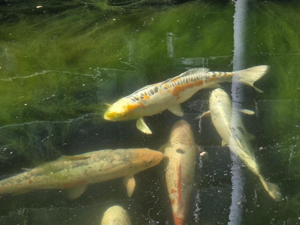 Beaux kois, Animaux & Accessoires, Poissons | Poissons d'étang