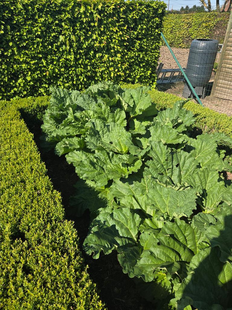 Rabarber, Ophalen, Volle zon, Lente, Groenteplanten