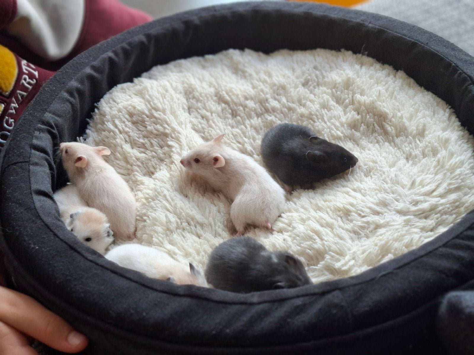 Syrische goudhamster handtam, Animaux & Accessoires, Août, Hamster, Domestique