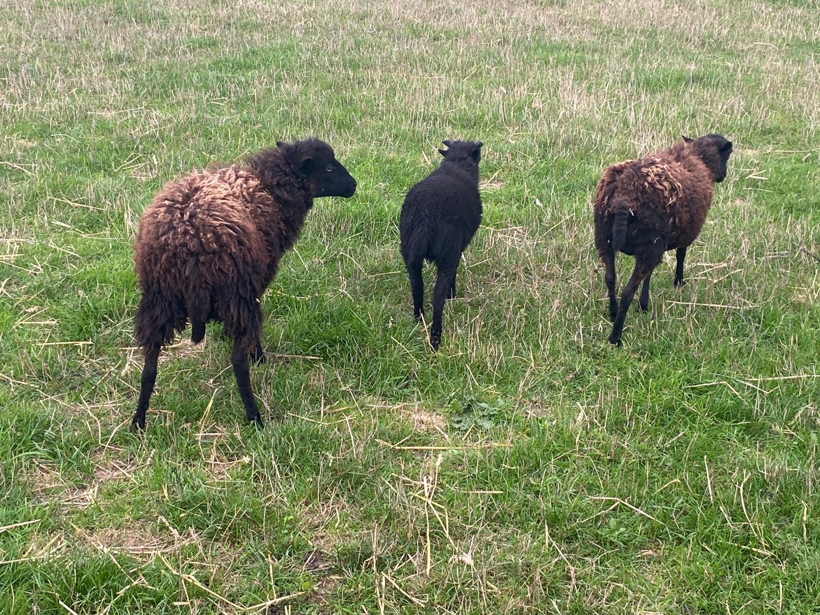 Quassant Ram, Dieren en Toebehoren, Mannelijk, Schaap, 0 tot 2 jaar