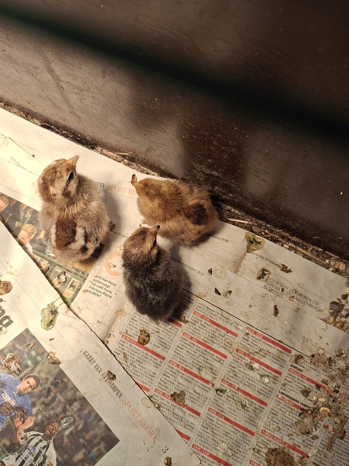 Cochin kuikens, Dieren en Toebehoren