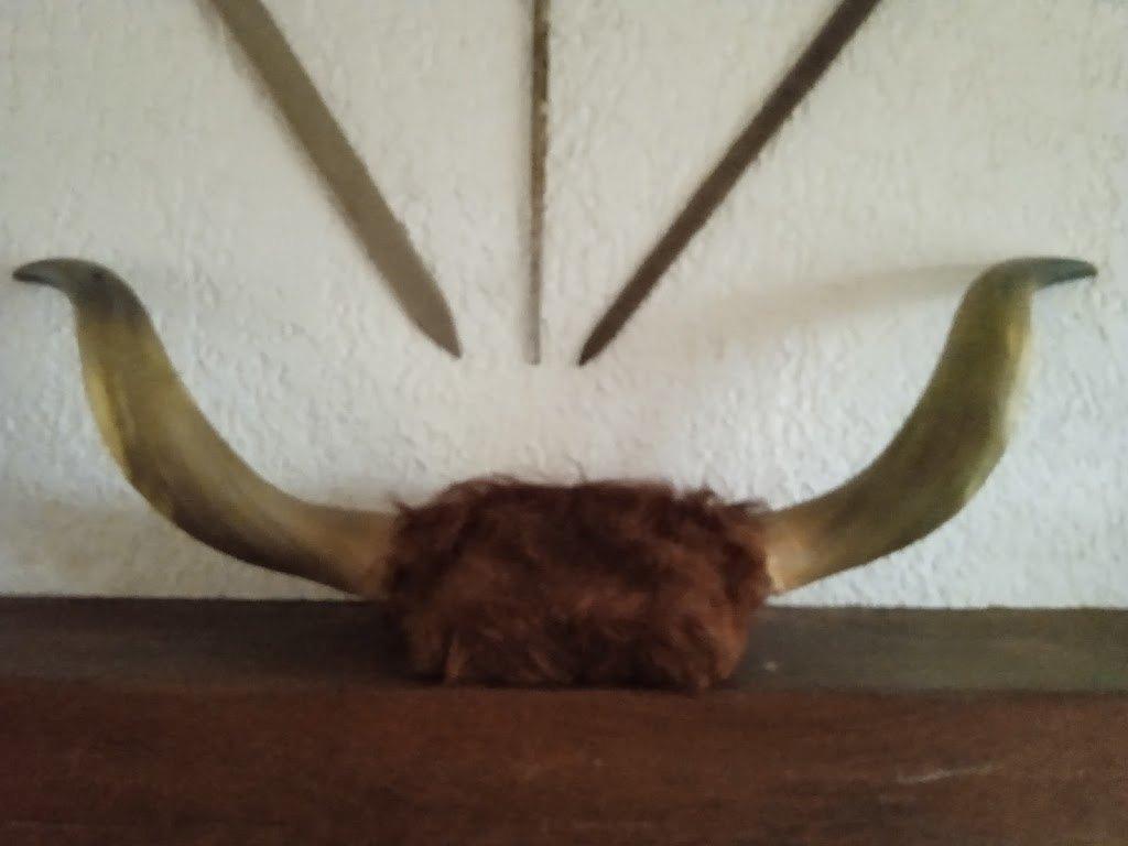Cornes de vache pour accrocher sur un mur ou à poser, Enlèvement, Utilisé
