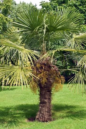 Chinese waaierpalm zaailingen. Trachycarpus fortunei, Autres espèces, Ne fleurit pas, Plein soleil, Enlèvement