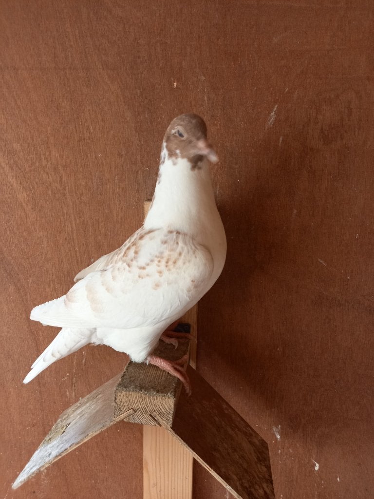 Jonge franse vleesduiven te koop, Dieren en Toebehoren, Overige soorten