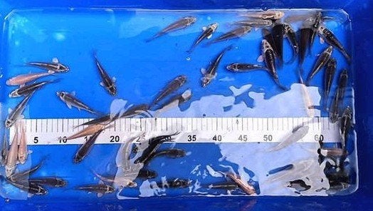 Baby koi 7/11cm, Dieren en Toebehoren