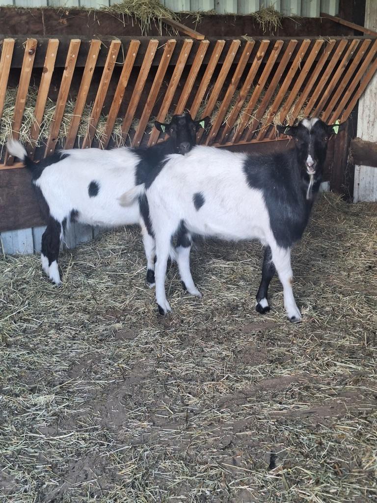 2 zeer mooie jonge bonte dekbokken, Dieren en Toebehoren, Schapen, Geiten en Varkens, Mannelijk, Geit, 0 tot 2 jaar