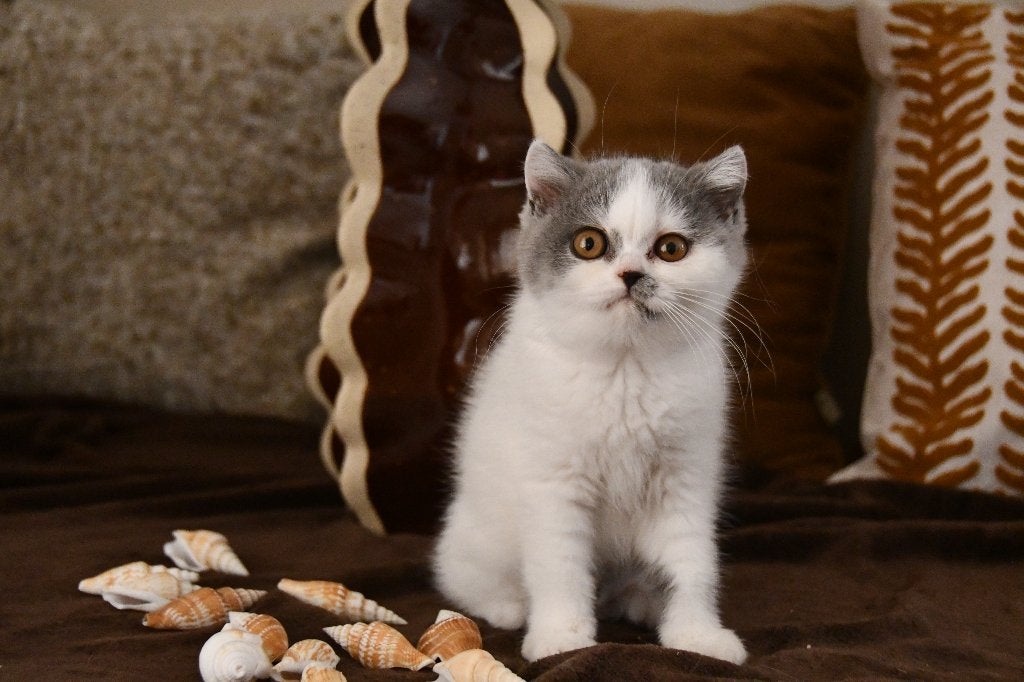 Brits korthaar kitten, Chatte ou Chat, Avec pedigree, 0 à 2 ans