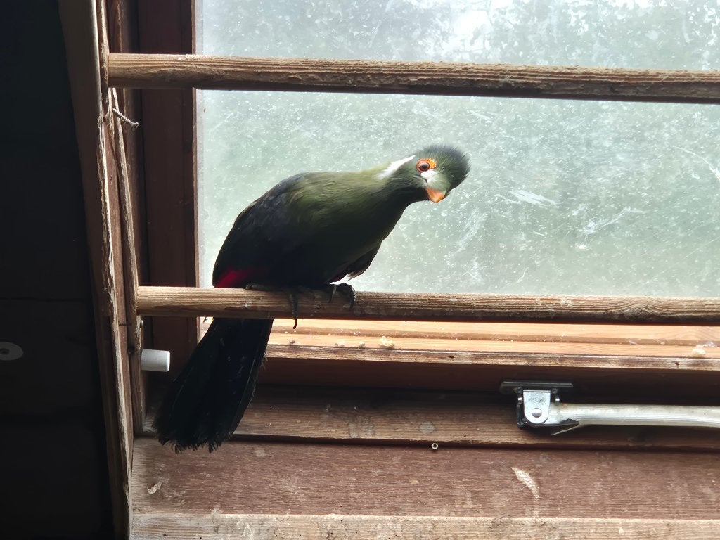 Witwangtoerako, Animaux & Accessoires, Plusieurs animaux, Oiseau tropical, Bagué