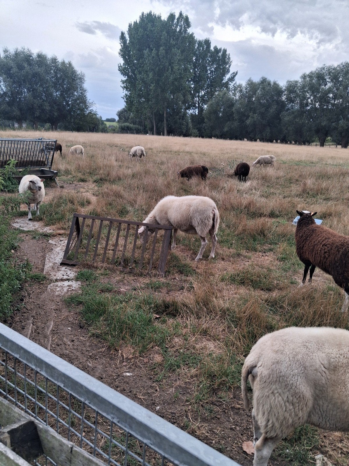 ooien voor verder mee te kweken, Vrouwelijk, Schaap, 0 tot 2 jaar