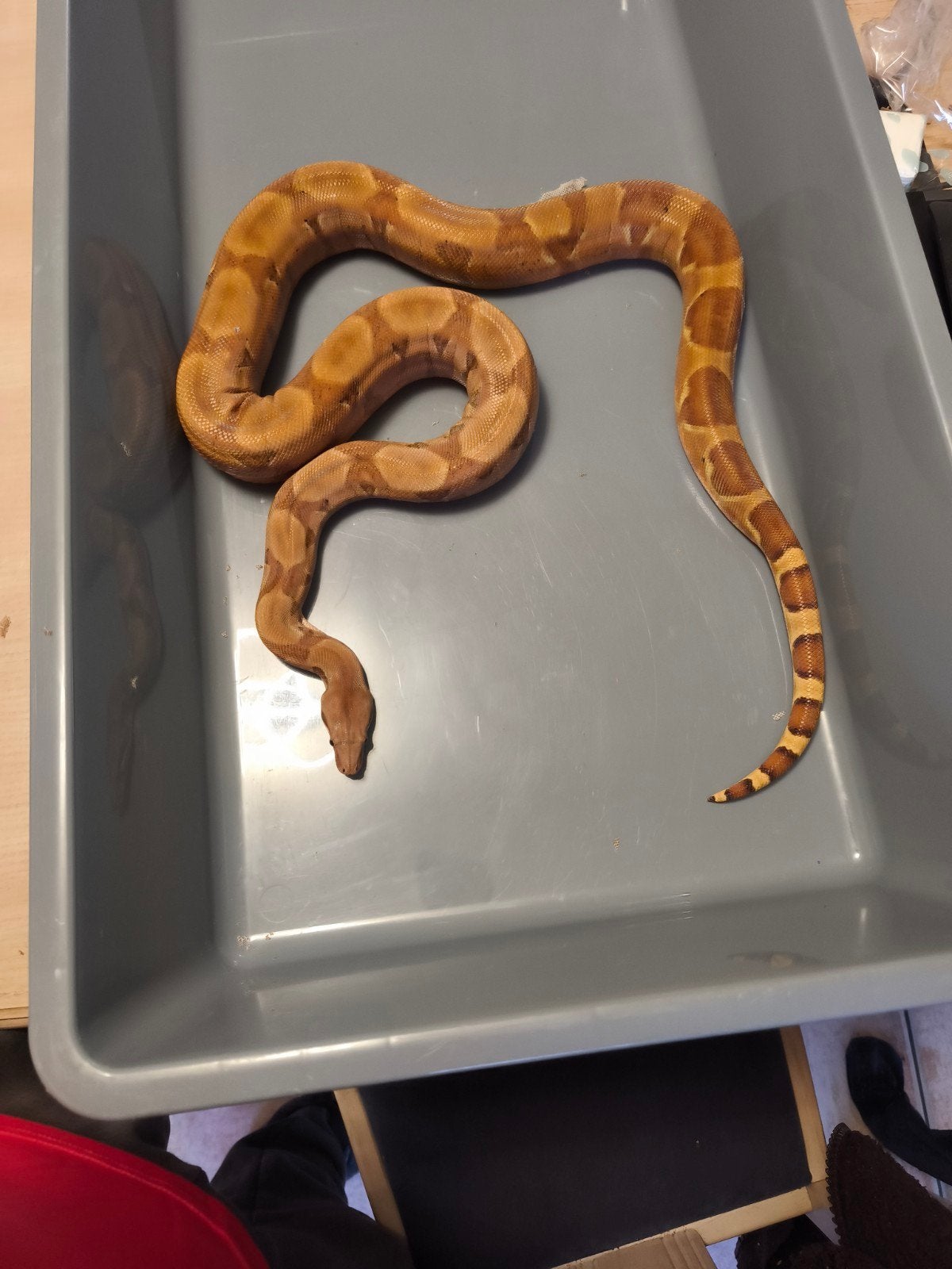 bci hypo 100% het blood male, Dieren en Toebehoren, Reptielen en Amfibieën, Slang, 0 tot 2 jaar