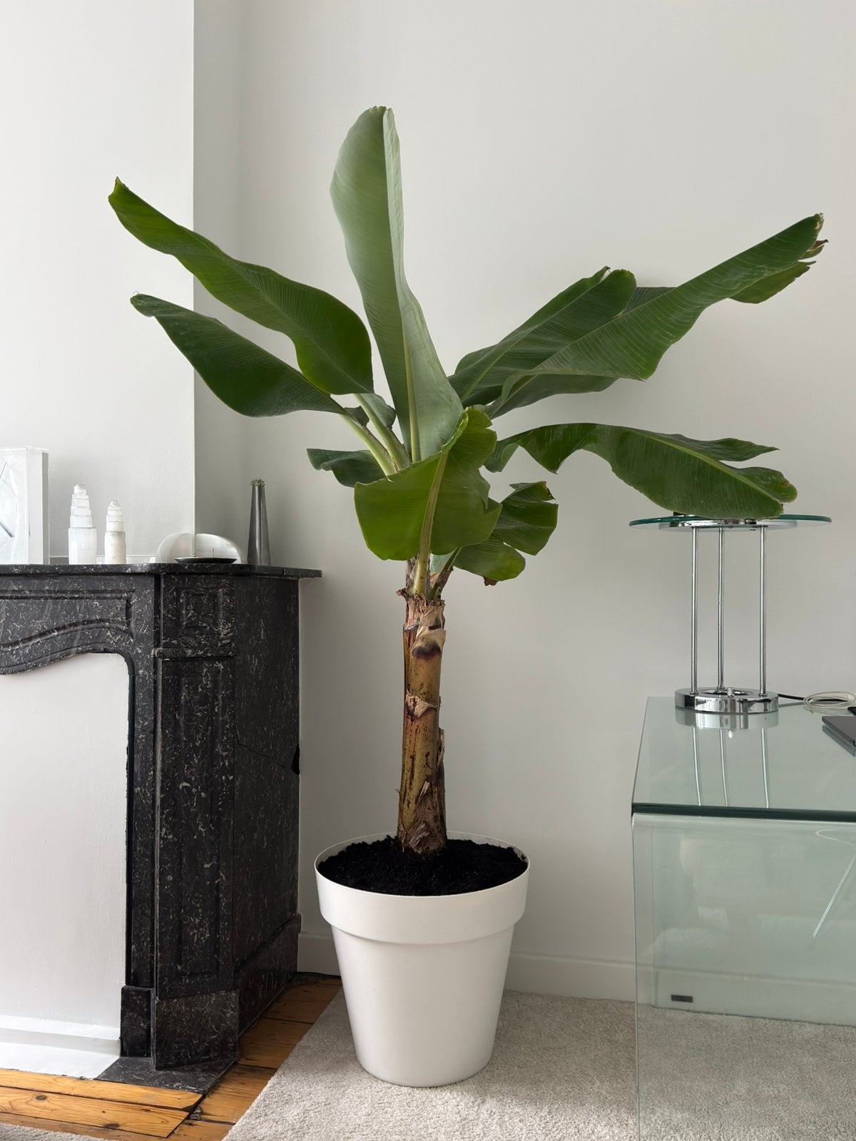 Grand bananier Musa, env. 190 cm + pot de fleurs blanc, Enlèvement