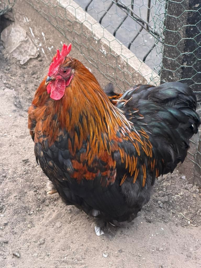 Cochin kriel haatjes, Dieren en Toebehoren, Pluimvee, Mannelijk, Kip