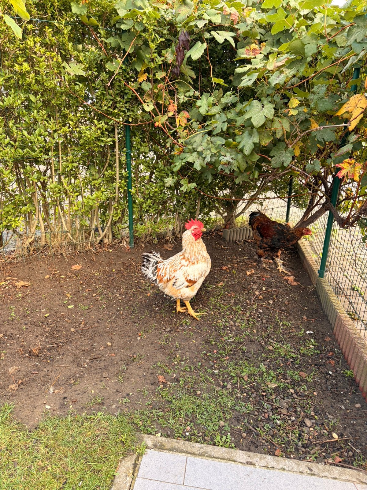 Coqs poules, Ophalen of Verzenden