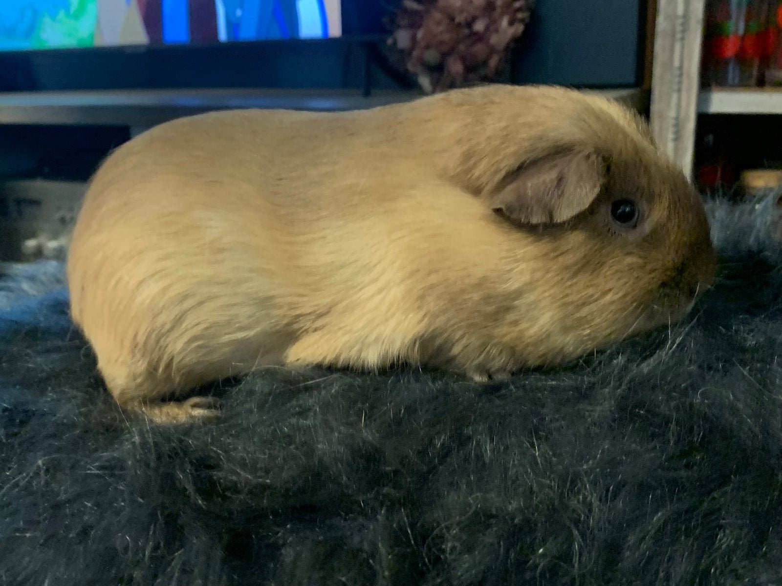Koppel crème California x wit gladhaar, Cavia, Januari, Meerdere dieren, Tam