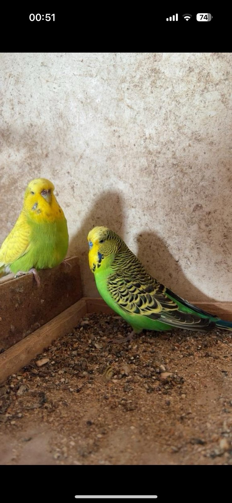 Jonge engelse grasparkiet man, Dieren en Toebehoren