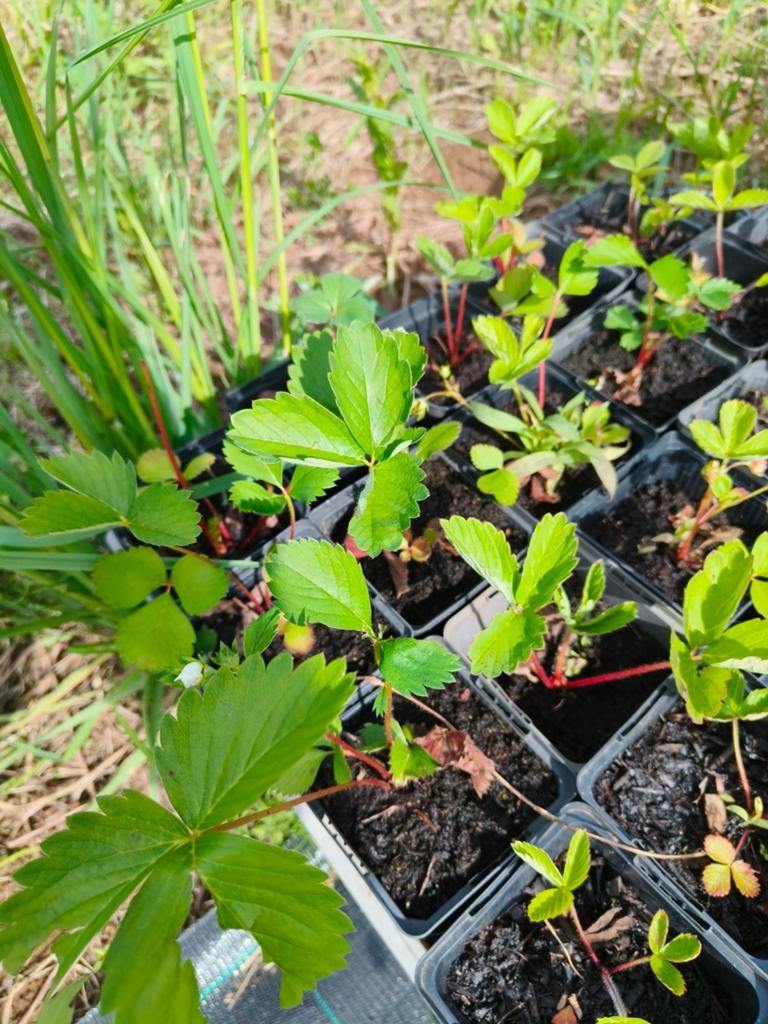 Bosaardbeiplantjes, Ophalen