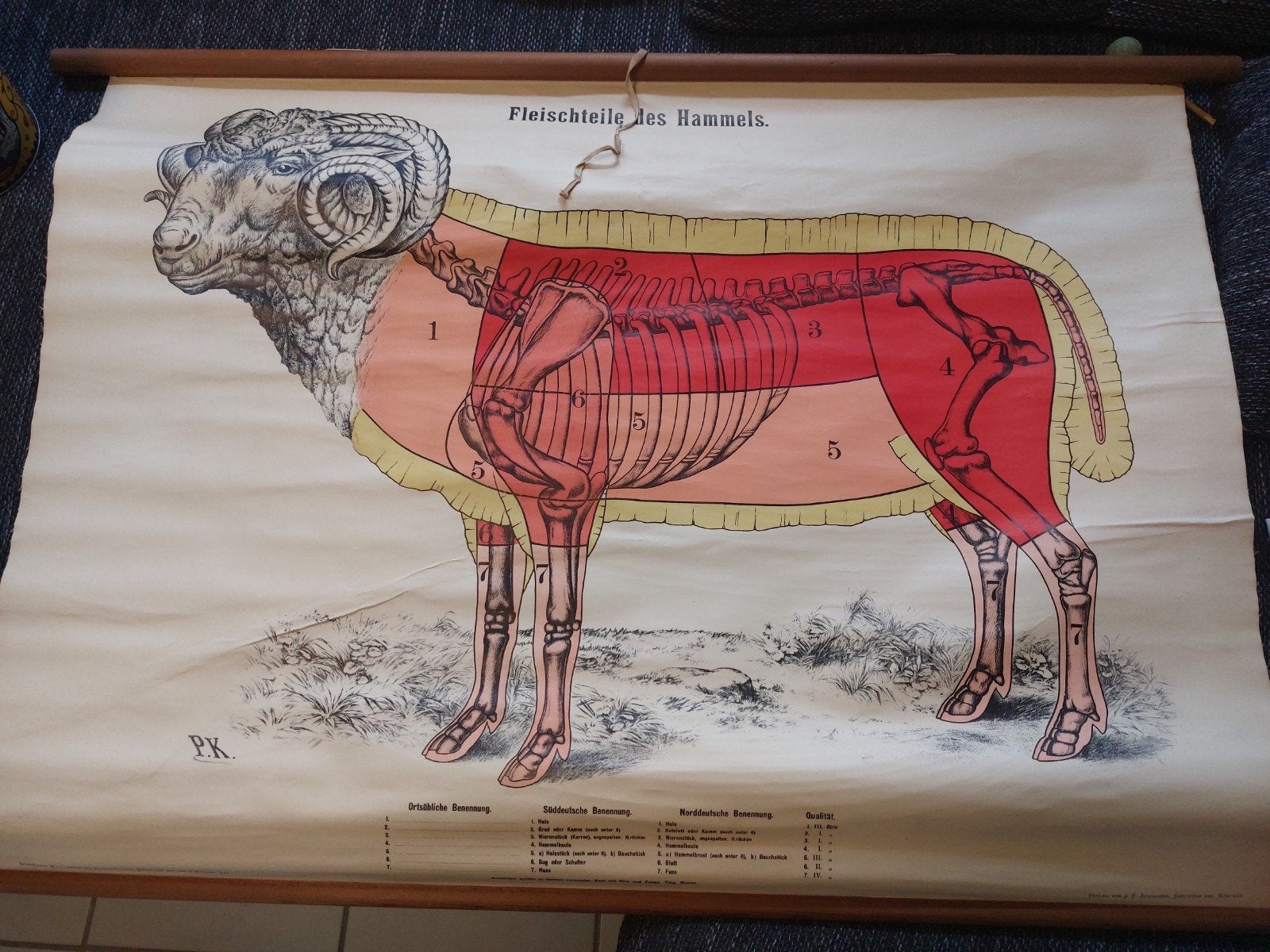 anatomie kaart schaap 1920, Antiek en Kunst, Ophalen