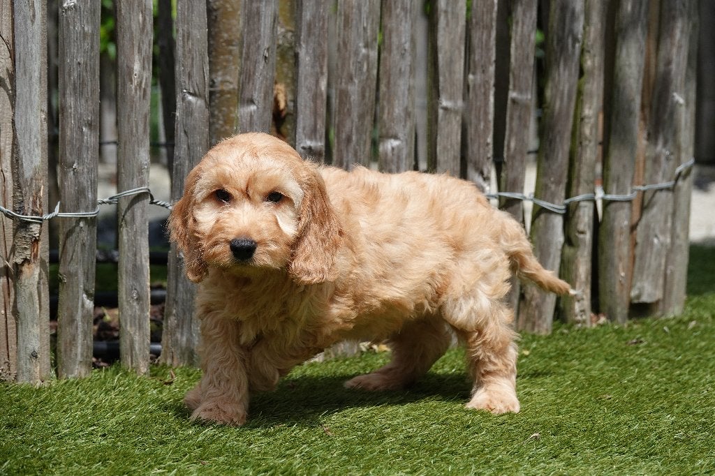 Beaux chiots Cockapoo Abricot et Sable, Animaux & Accessoires, Chiens | Chihuahuas & Chiens de compagnie, Autres races, Plusieurs