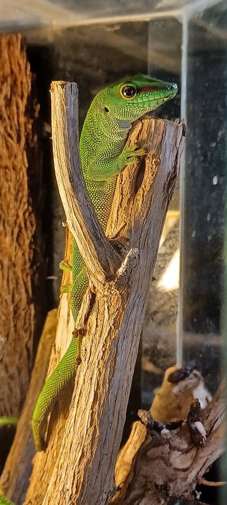 Madagaskar daggekko, Lézard, 0 à 2 ans
