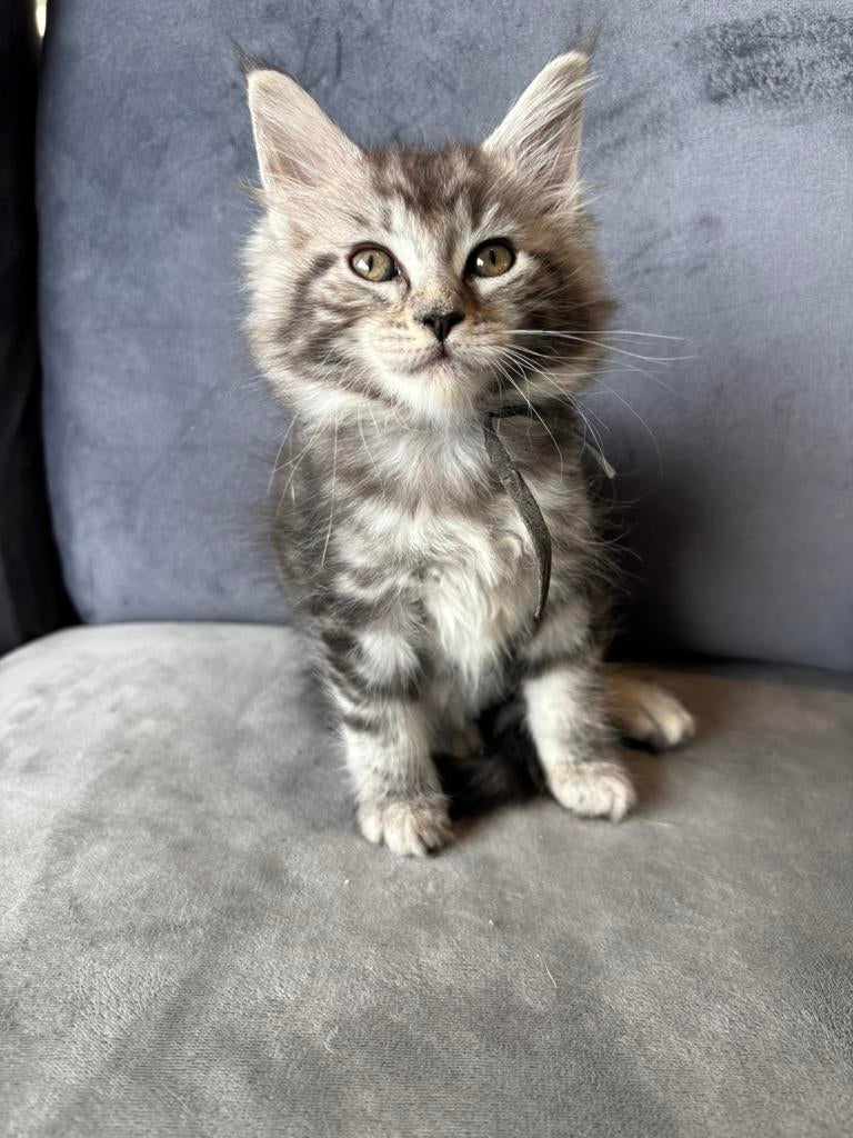 Maine coon kittens 1🚺, Dieren en Toebehoren, Katten en Kittens | Raskatten | Langhaar, Meerdere dieren, 0 tot 2 jaar, Ontwormd
