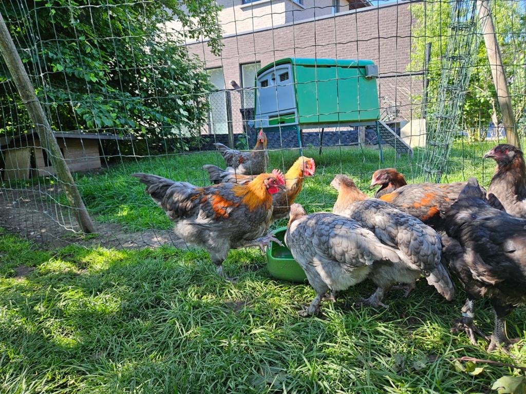 Marans hanen 3 maand donkere eieren