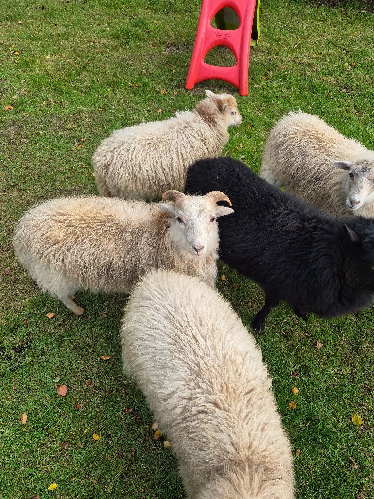7 Ouessant schapen, Animaux & Accessoires, Plusieurs animaux, Mouton