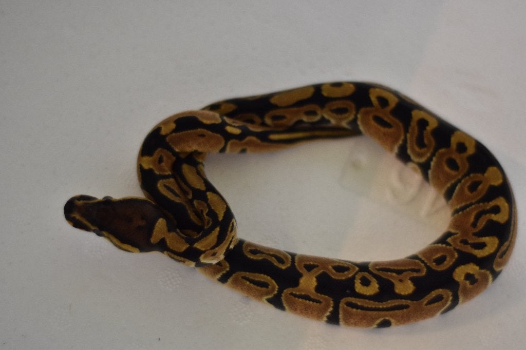 Ball pythons Ball Python - unknown for sale from Werner