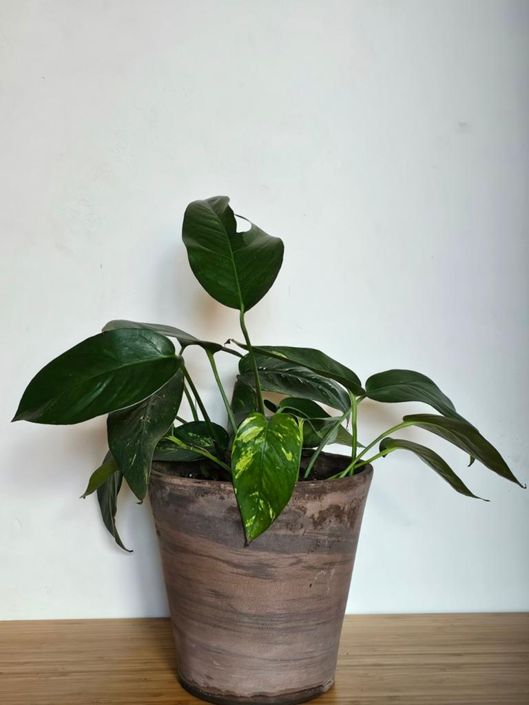 Epipremnum Pinnatum Cintho Goldfinger, Ophalen