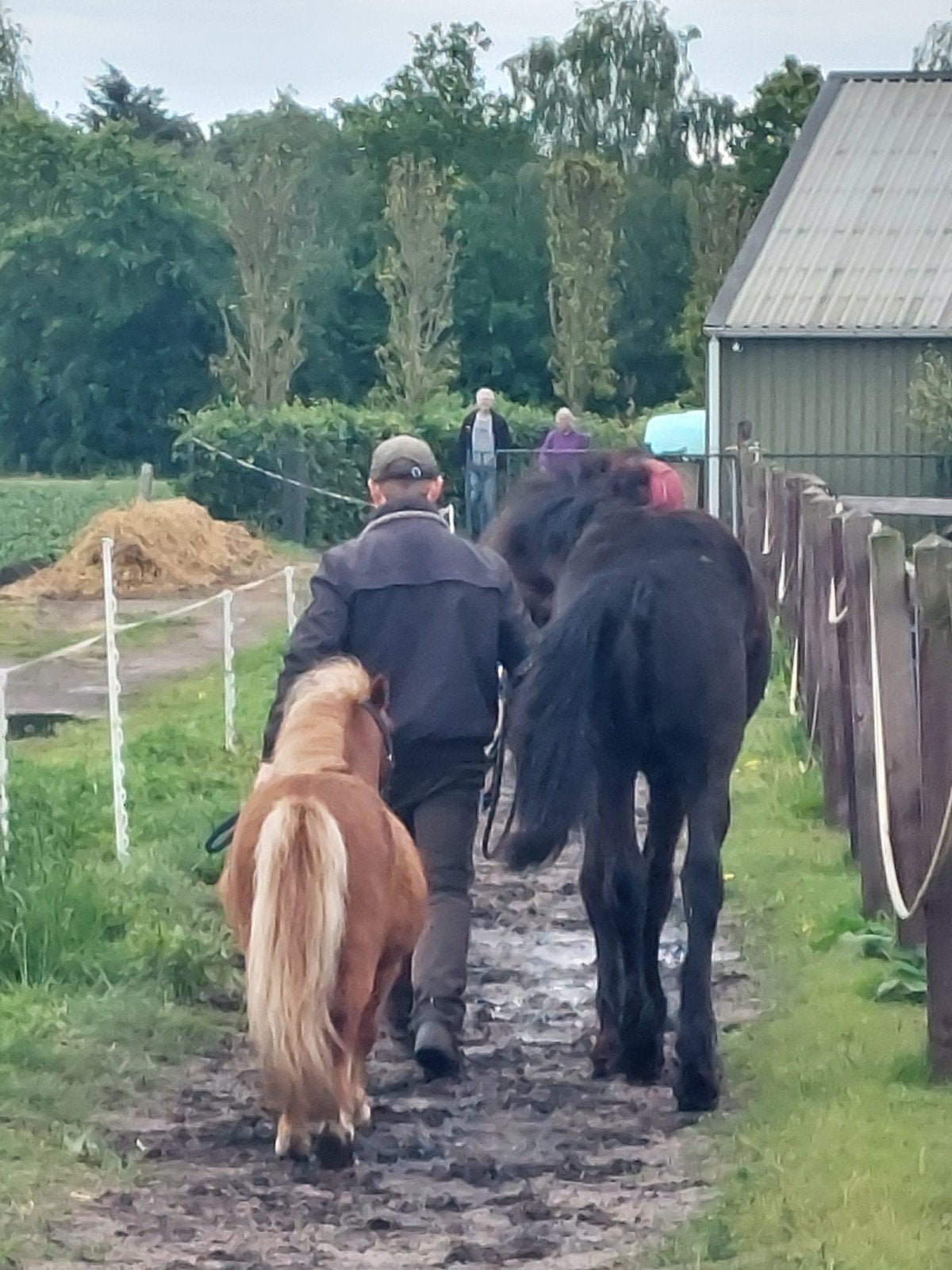 12 jarige shetland ruin weide maatje, Dieren en Toebehoren