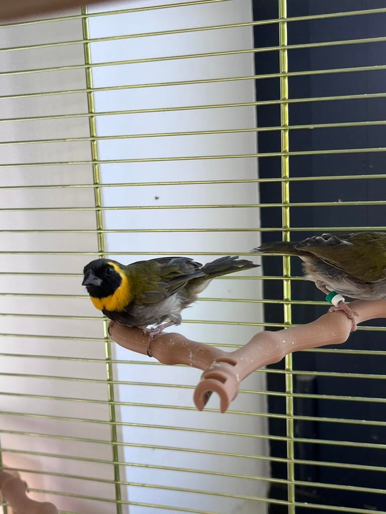 Kleine cubavink, Plusieurs animaux, Oiseau tropical, Bagué