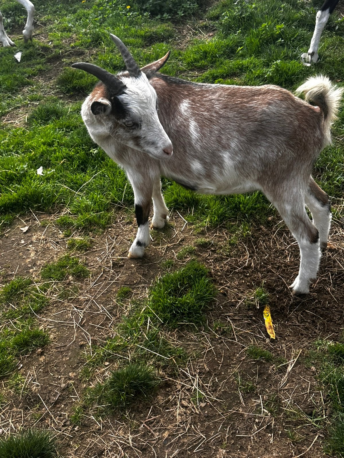 Jonge geit mieke, Animaux & Accessoires, Chèvre