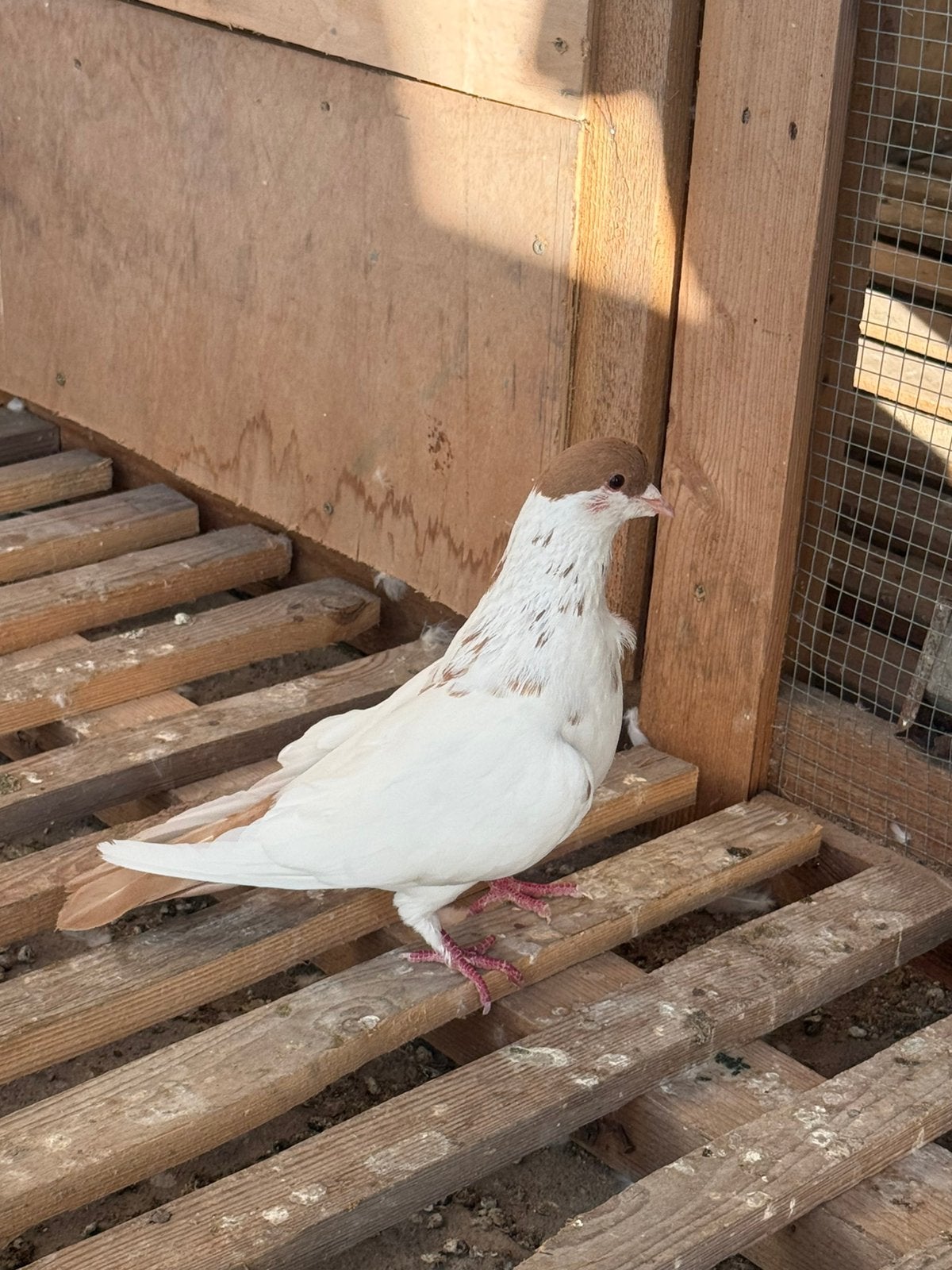 Afghan duiven, Dieren en Toebehoren