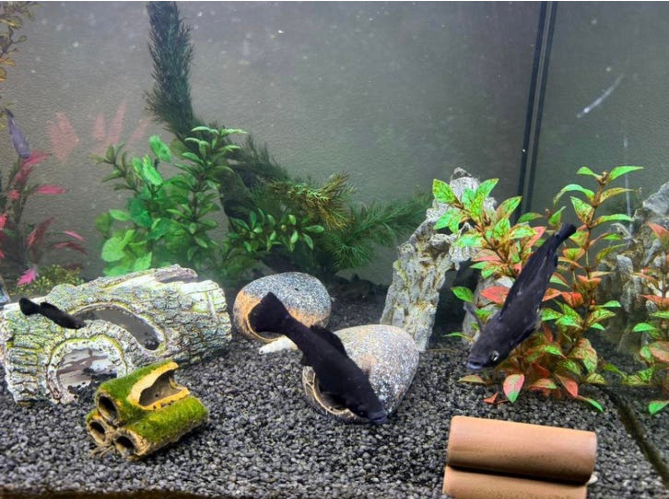 Aquarium et poissons GRATUITS, Enlèvement