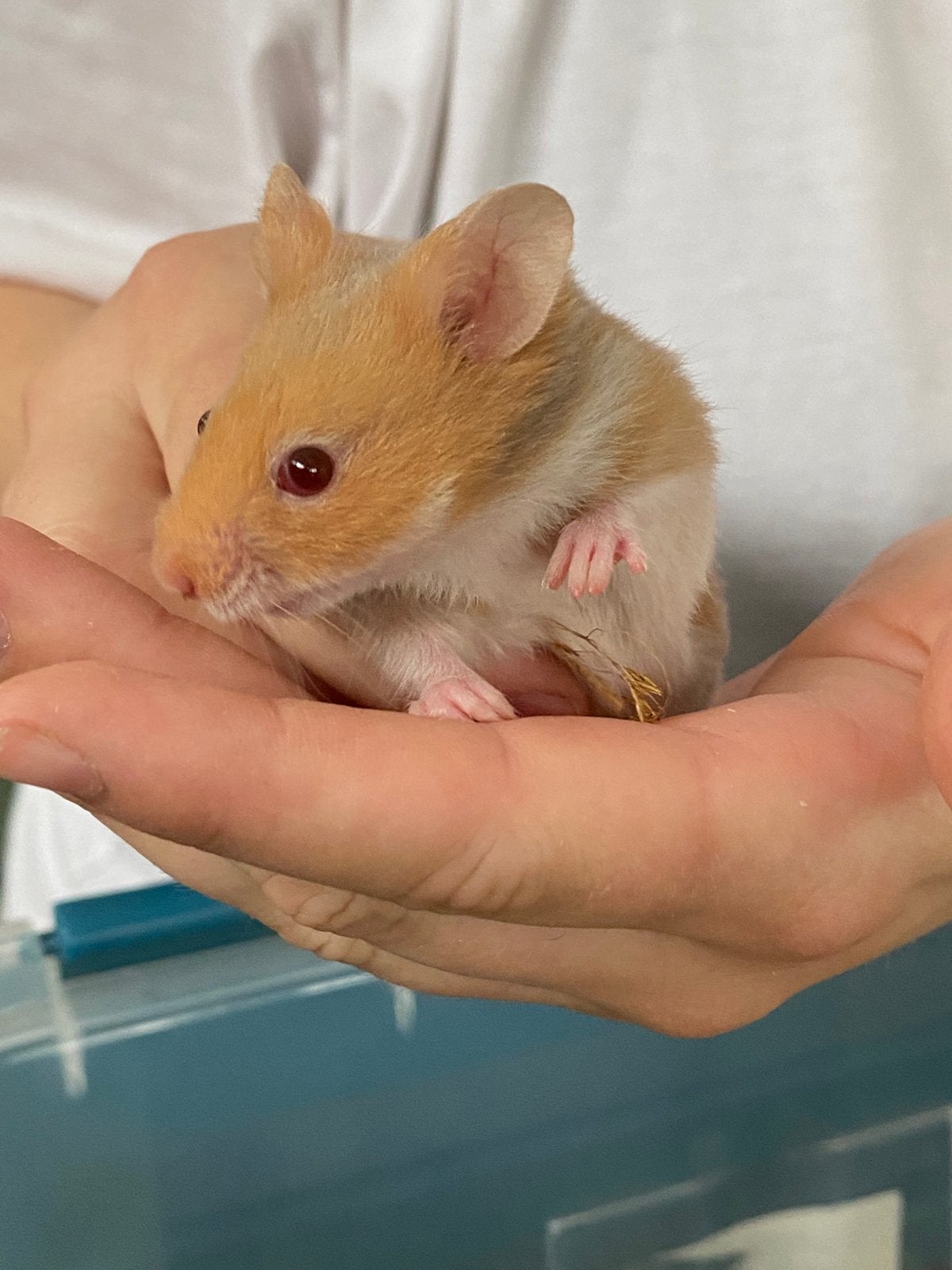 Goudhamster mannetje, Hamster, April, Mannelijk, Tam